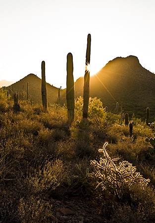 Sunburst at Saguaro National Park, Tucson, AZ